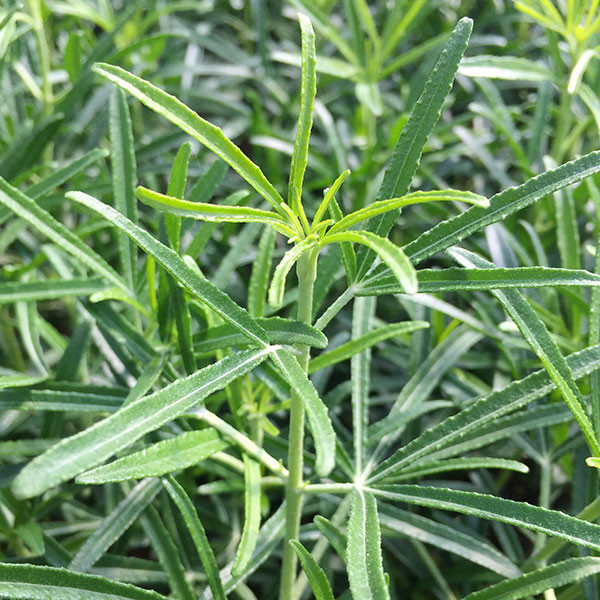 MEXICAN ORANGE Choisya arizonica (Bluestone)