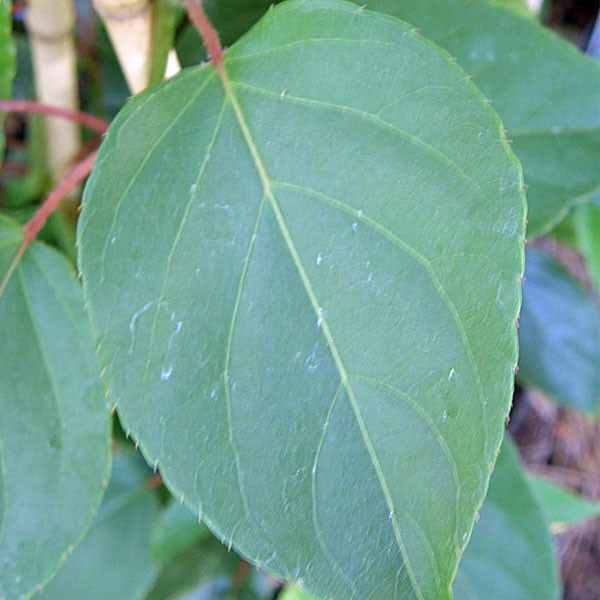 FEMALE HARDY KIWI Actinidia arguta (Geneva)