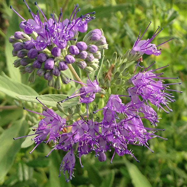 BLUE MIST SHRUB Caryopteris clandonensis (Dark Knight)