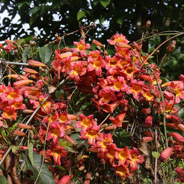 CROSSVINE Crossvine Bignonia capreolata (Dressed To Thrill)