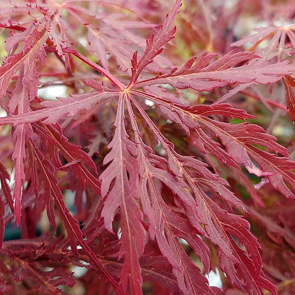 JAPANESE MAPLE Acer palmatum (Heartbeat)