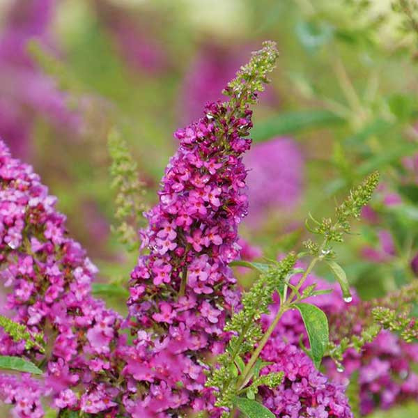 DWARF NECTAR BUSH Buddleia Lo & Behold® (Ruby Chip)