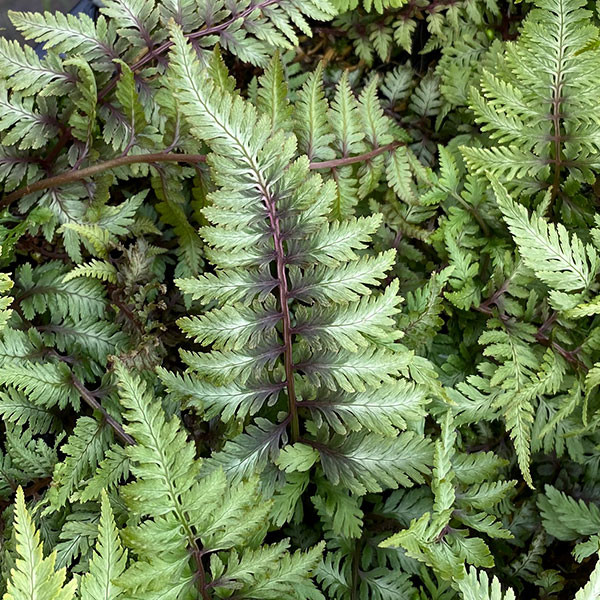 JAPANESE PAINTED FERN Athyrium nipponicum (Pictum)