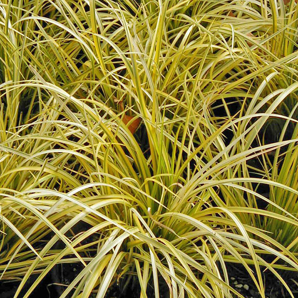 VARIEGATED SWEET FLAG Acorus gramineus (Ogon)
