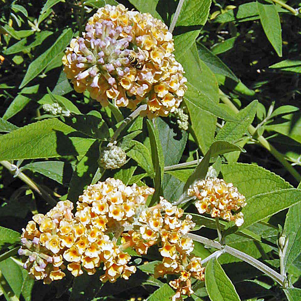 GOLDEN BUTTERFLY BUSH Buddleia weyeriana (Sungold)