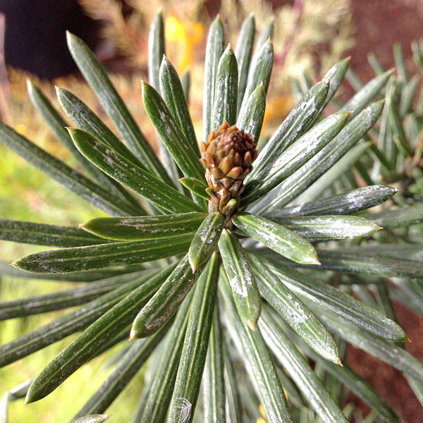 COLUMNAR PLUM-YEW Cephalotaxus harringtonia (Fastigiata)