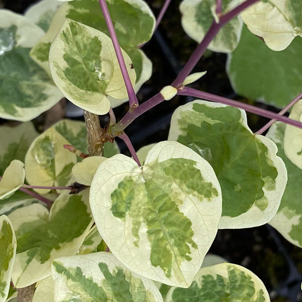 VARIEGATED DISANTHUS Disanthus cercidifolius (Ena nishiki)