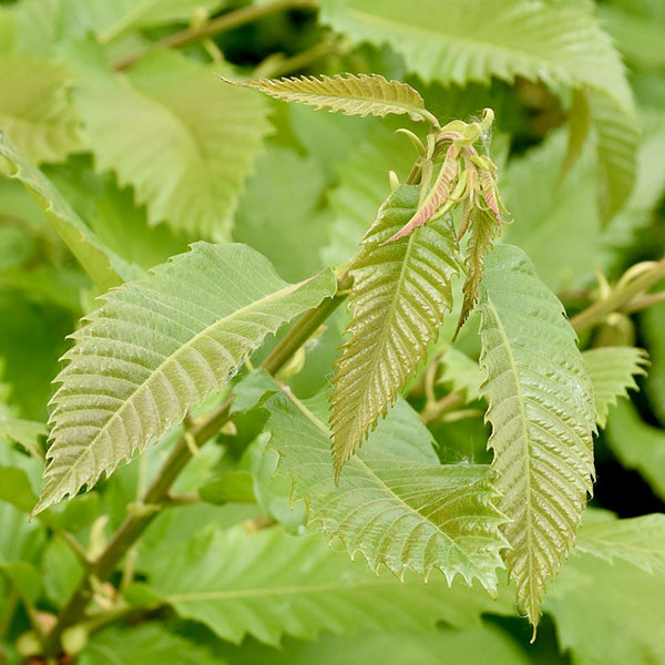JAPANESE HORNBEAM Carpinus japonica