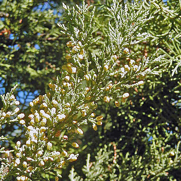 MACNAB'S CYPRESS Cupressus macnabiana