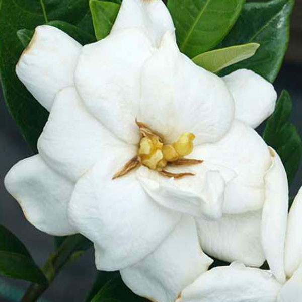 HARDY GARDENIA Gardenia jasminoides (Steady As She Goes)