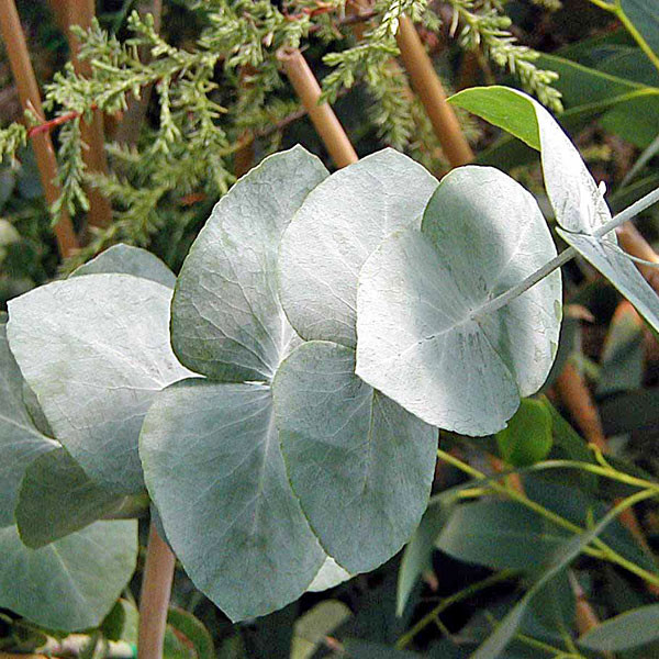 ARGYLE APPLE Eucalyptus cinerea