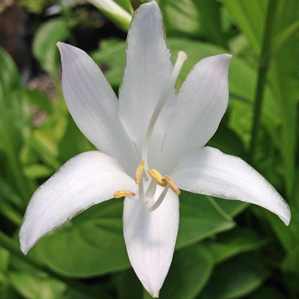 SUN-TOLERANT HOSTA Hosta  (Royal Standard)