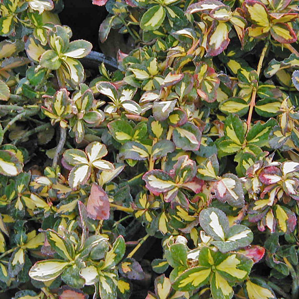 WINTERCREEPER Euonymus fortunei (Blondy)