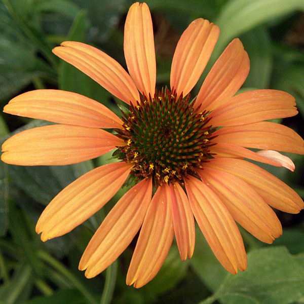FRAGRANT ORANGE CONEFLOWER Echinacea  (Tangerine Dream)