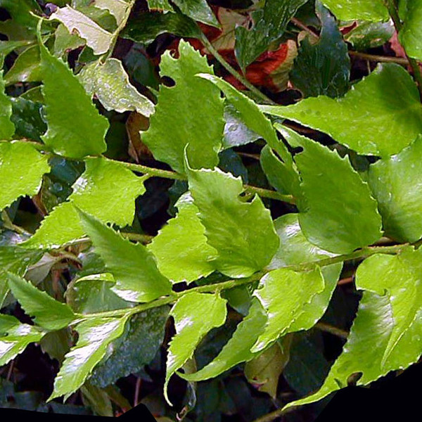 JAPANESE HOLLY FERN Cyrtomium falcatum