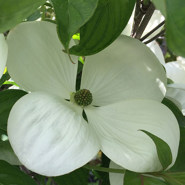 HYBRID DOGWOOD Cornus venus (Venus)
