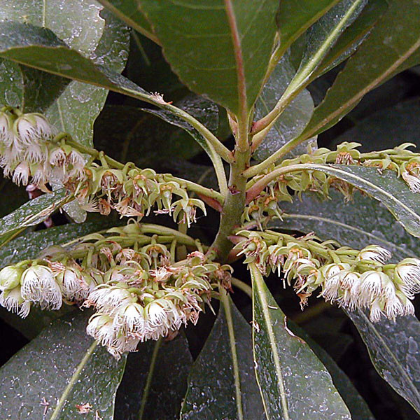 BLUEBERRY TREE (Elaeocarpus decipiens)