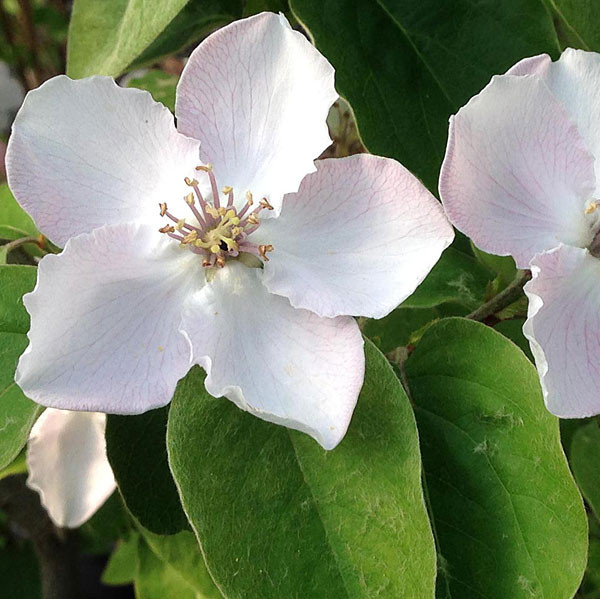 FRUITING QUINCE Cydonia oblonga (Pineapple)