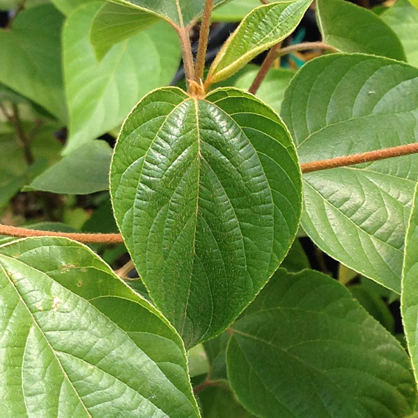 JAPANESE RAISIN TREE Hovenia dulcis