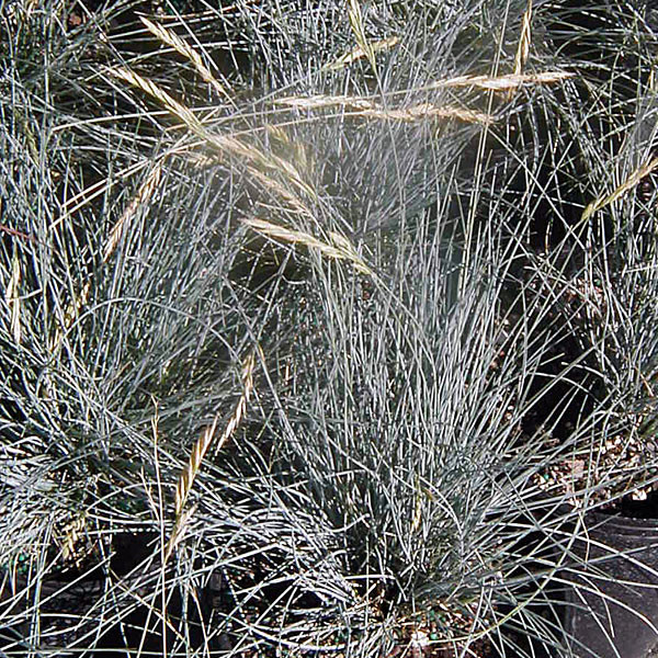 BLUE IDAHO FESCUE Festuca idahoensis (Siskiyou Blue)