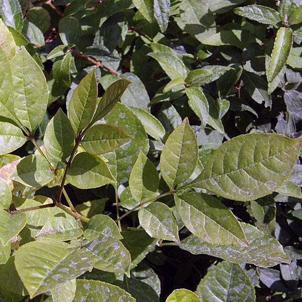 PUMPKIN ASH Fraxinus profunda (tomentosa)