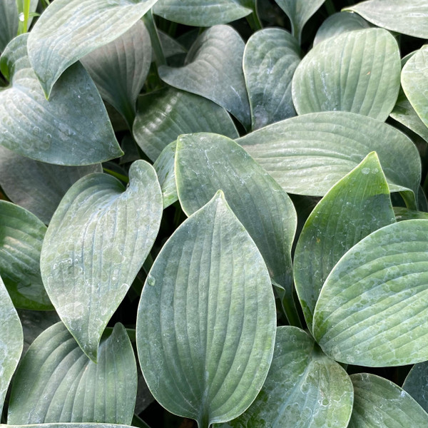 HOSTA "Hadspen Blue"