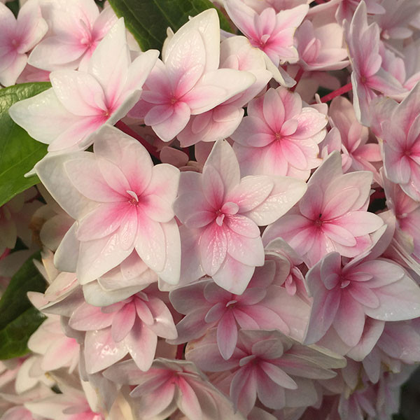 MOPHEAD HYDRANGEA Hydrangea macrophylla (Freedom)