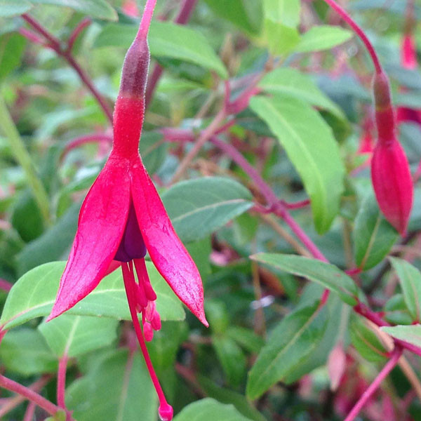 VERY HARDY FUCHSIA Fuchsia  (Riccartonii)