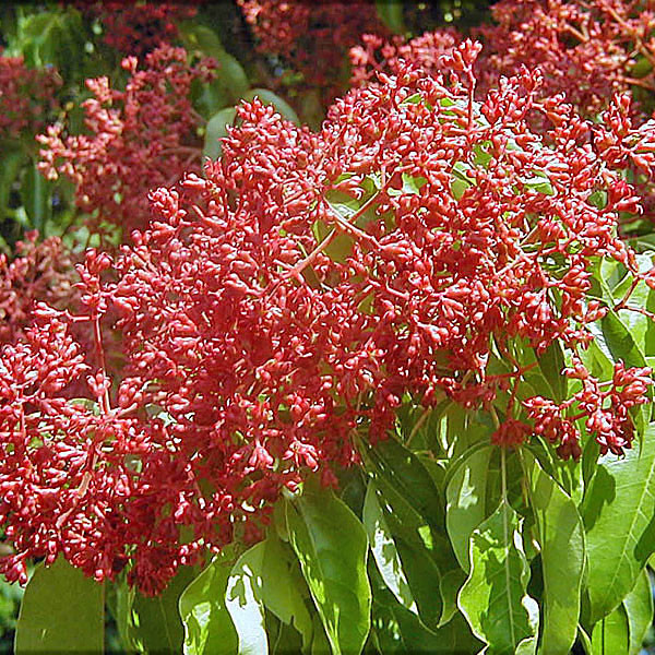 BEE BEE TREE Evodia Tetradium daniellii