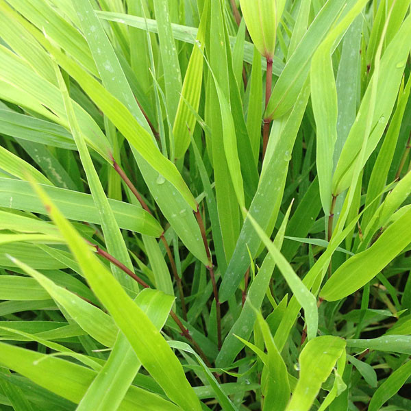 JAPANESE FOREST GRASS Hakonechloa macra (Beni Kaze)