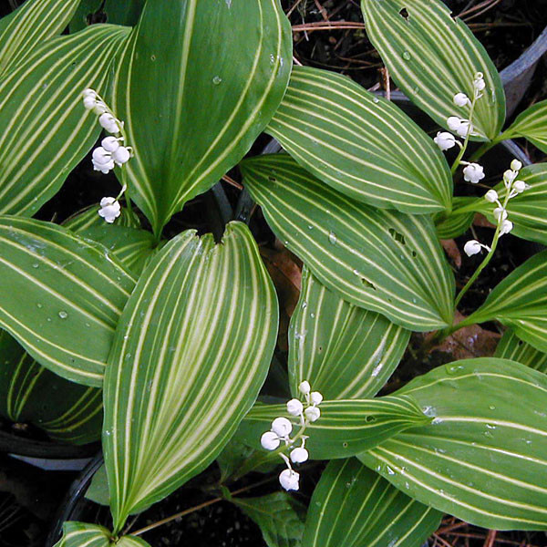 VARIEGATED LILY OF THE VALLEY Convallaria majalis (Variegata)
