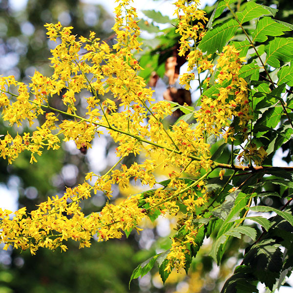 GOLDENRAIN TREE (Koelreuteria paniculata)