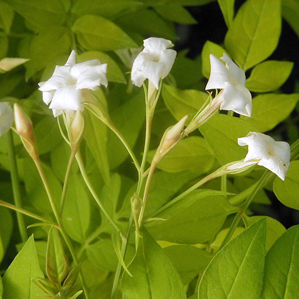 GOLDEN POET'S JASMINE Jasminum officinale (Fiona Sunrise)