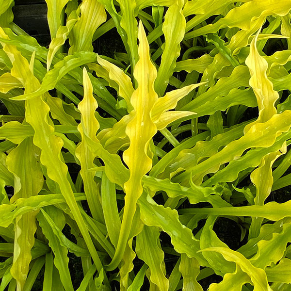 HOSTA (Party Streamers)