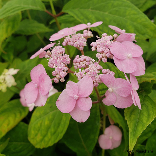 JAPANESE LACECAP HYDRANGEA Hydrangea serrata (Yae no Amacha)