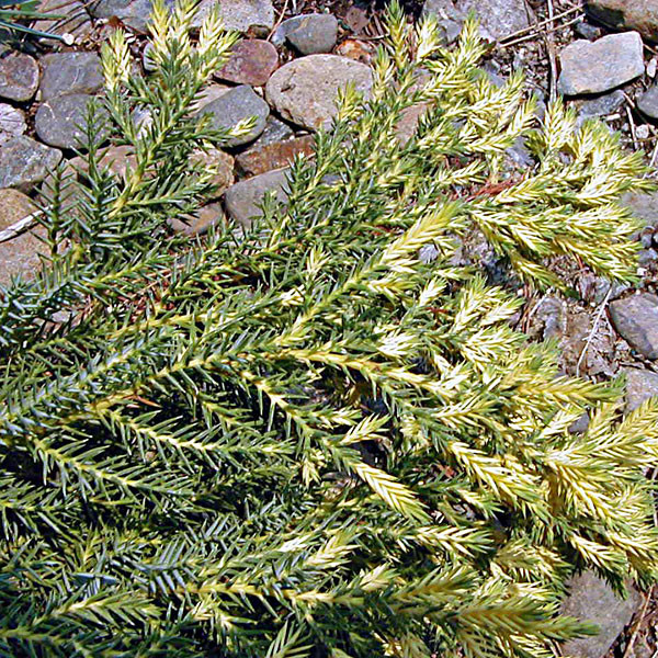 VARIEGATED JUNIPER Juniperus chinensis media (Daubs Frosted)