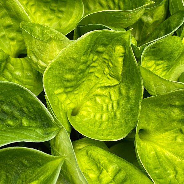 Variegated Hosta "Pocket of Sunshine"