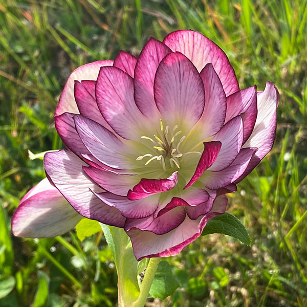 HELLEBORE Helleborus Winter Jewels (Peppermint Ice)
