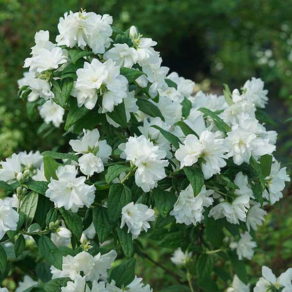 MOCK ORANGE Philadelphus coronarius (Illuminati Arch)