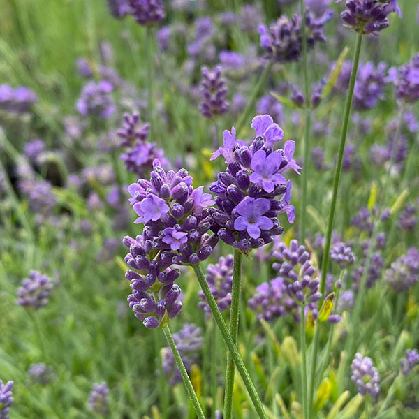 ENGLISH LAVENDER Lavandula angustifolia (Essence Purple)