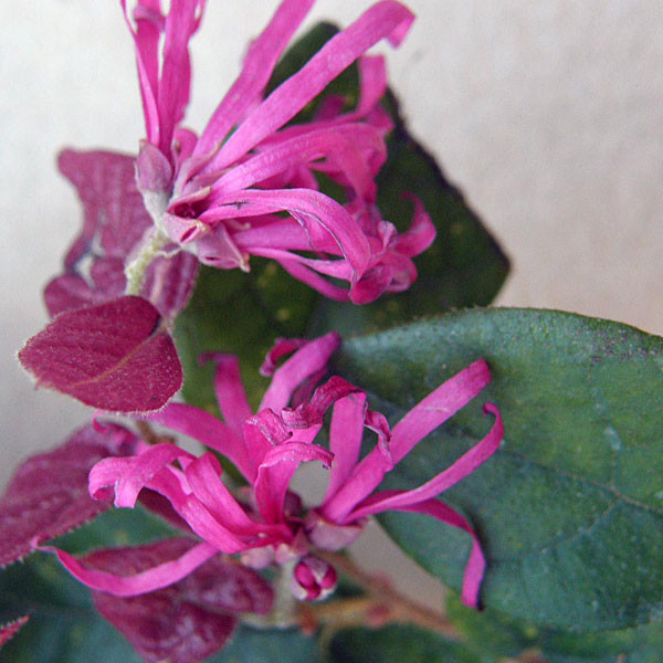 RED-LEAVED EG WITCHHAZEL Loropetalum chinense (Razzleberri)