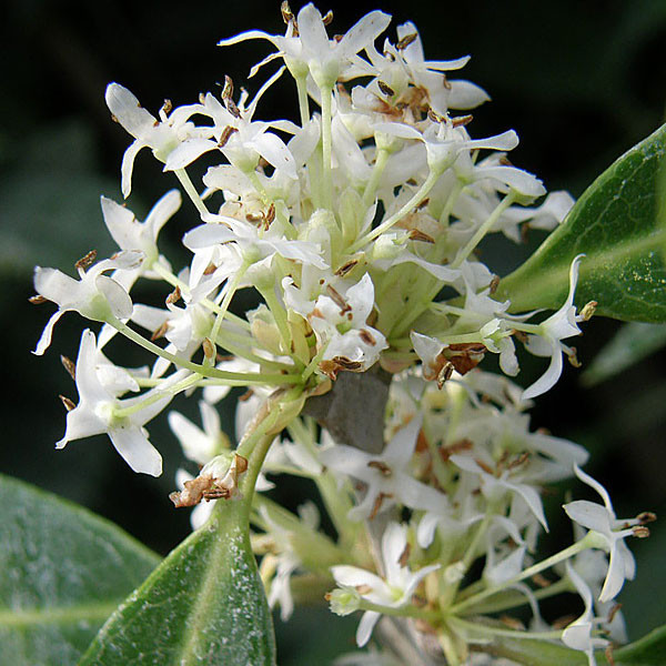 TURKISH OSMANTHUS Osmanthus decorus (Baki Kasapligil)