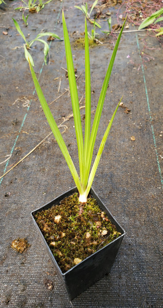 BLACK IRIS Iris chrysographes