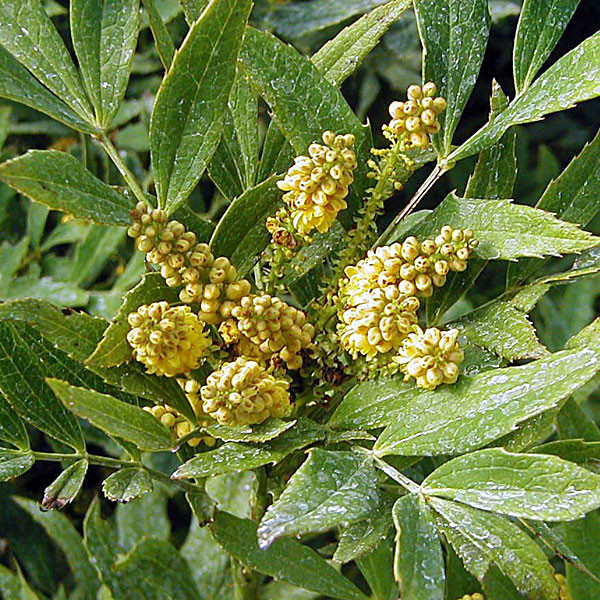 CHINESE MAHONIA Mahonia fortunei