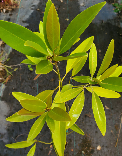 SWEETBAY MAGNOLIA Magnolia virginiana (Silver Mist)