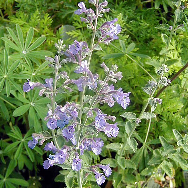 LOW CATMINT (Nepeta faassenii) "Walkers Low"