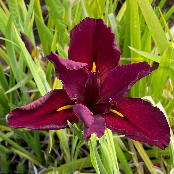 RED LOUISIANA IRIS (Iris × louisiana) "Red Velvet Elvis"