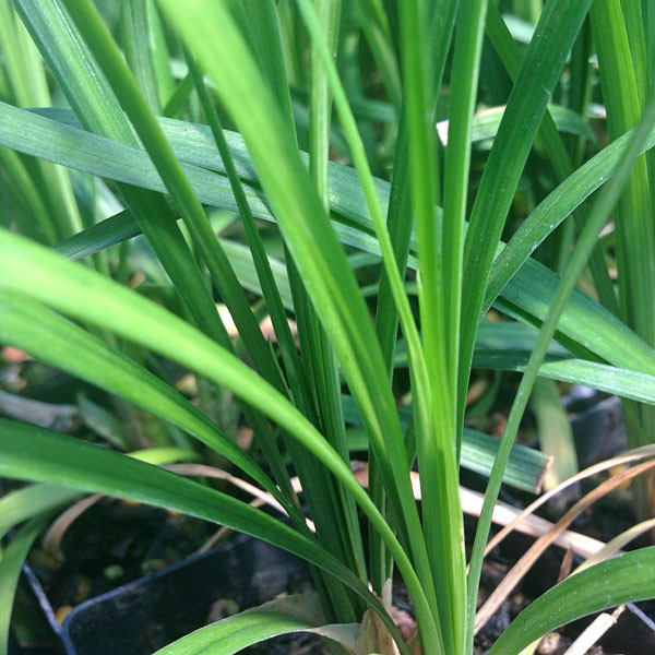 LAVENDER LILYTURF Liriope muscari (Big Blue)