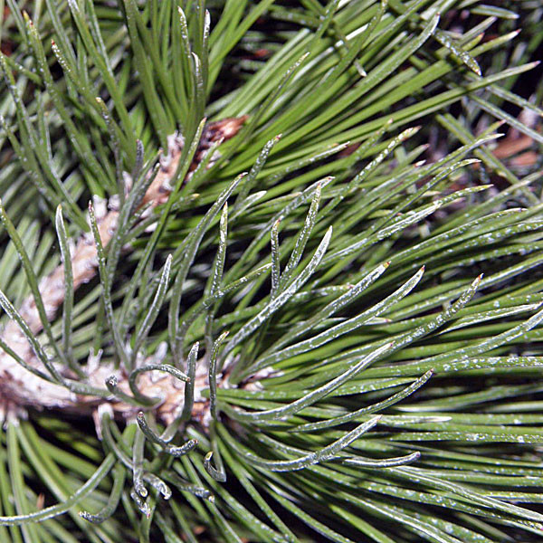 BOSNIAN PINE Pinus leucodermis (syn. heldreichii)