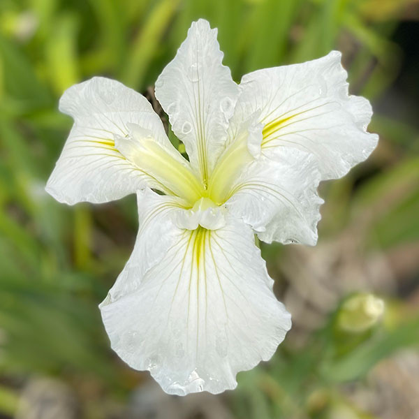 WHITE LOUISIANA IRIS (Waihi Wedding)